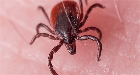 Everything You Need To Know About Ticks