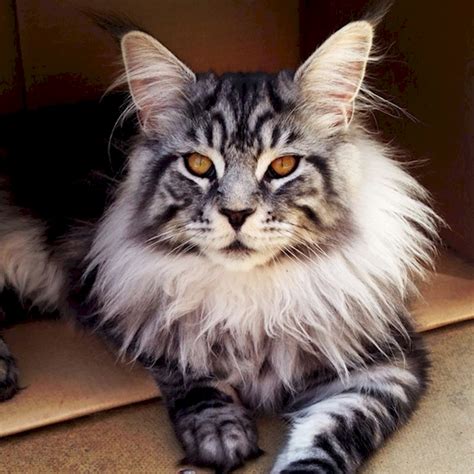 18 Cats With The Most Unique Fur Patterns