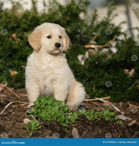 Golden Retriever Puppy Stock Image Image Of Pampered 37539033