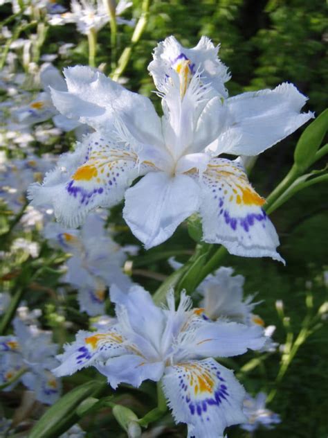 Iris Flor CaracterÍsticas Significado Cultivo Y Cuidado