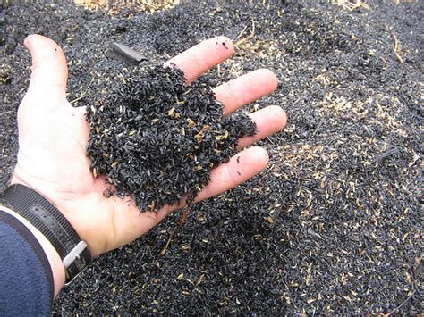 Ketika diklik hasil dari daftar kata menampilkan hasil baik yang ada di dalam kata dasar maupun turunan, dan arti atau definisi akan. Belajar Berkebun Sungguh Menyenangkan: Cara Menanam ...