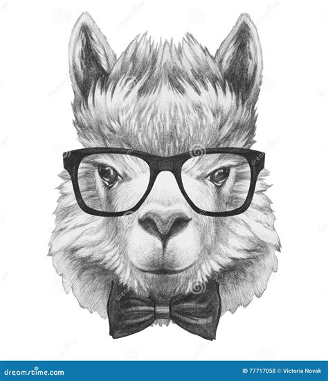 Portrait Of Lama With Glasses And Bow Tie Stock Illustration