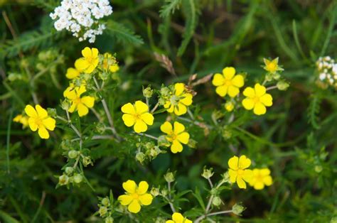 Its flowers, which bloom in september and october, are white in color and become important sources of nectar for insects like bees. Summer and Fall Flowering Plants for Michigan Gardens in ...