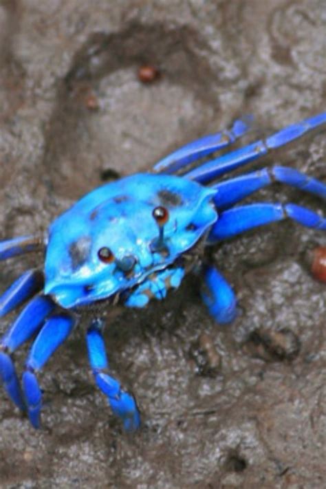 A Blue Crab Is Sitting On The Ground