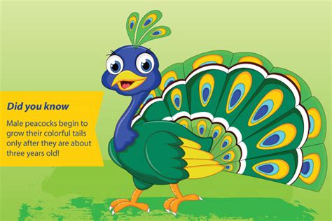Each type of animals have their own special and interesting qualities and abilities. 25 Wonderful Peacock Facts And Information For Kids