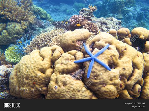 Starfish On Coral Reef Image And Photo Free Trial Bigstock