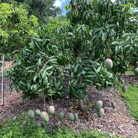 We will not be receiving any new mango stock at the moment. SW-E-4 - Mango (Fruit Punch) - SweetSong Groves LLC