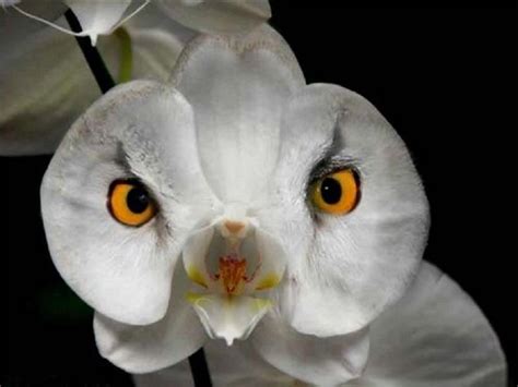 The Owl Orchid Another Moth Phalaenopsis Orchid Strange Flowers