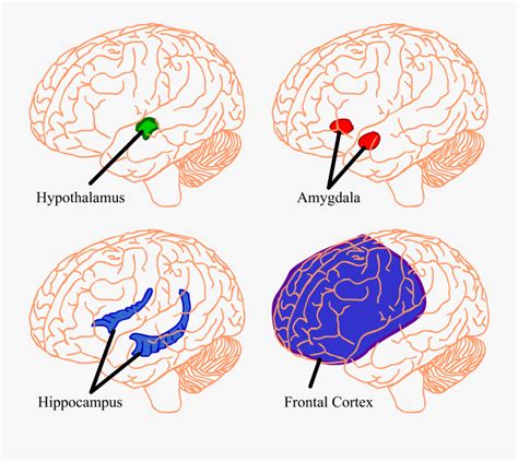 Hippocampus Brain Transparent Clipart Png Download Hippocampus No