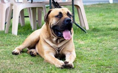 Olx cape town offers online, local & free classified ads for new & second hand pets in cape town. Boerboel | Breeder | Kennel | Pedigree | Dogs | Puppies ...