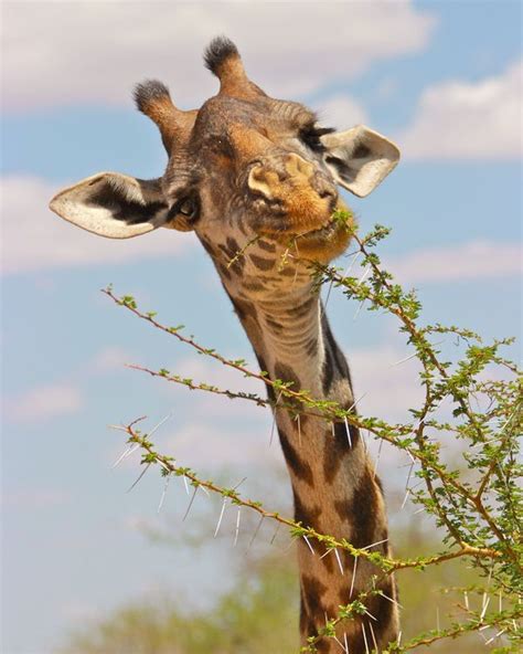 17 Best Images About Giraffes On Pinterest Africa Giraffe Photos And