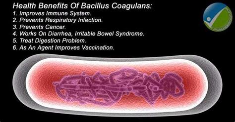 Bacillus Coagulans Benefits And Side Effects