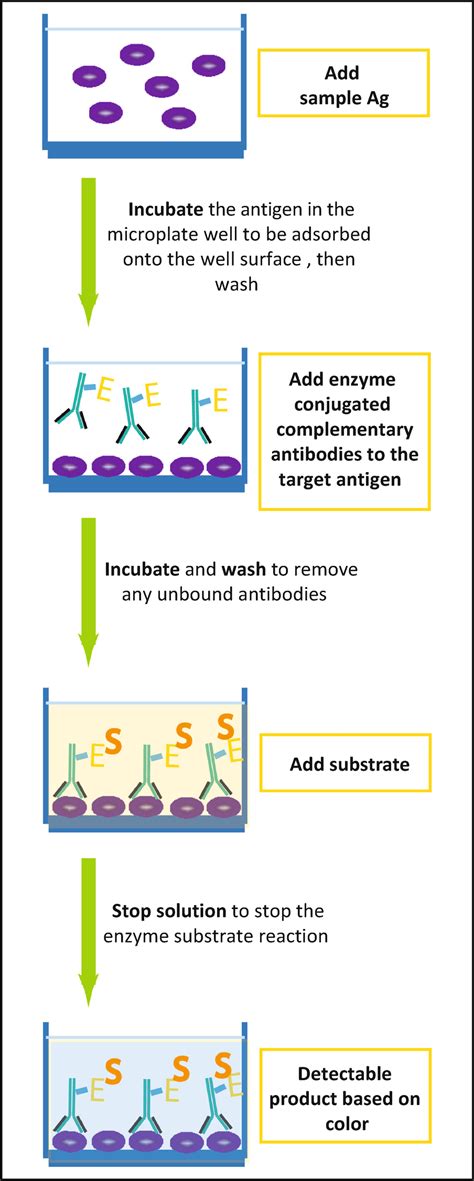 Enzyme Immunoassay Eias And Enzyme Linked Immunosorbent Assay Elisa Springerlink