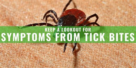 How Do Tick Bites Look Like On Dogs