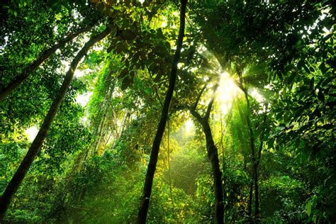 The rainforest alliance works hard to protect rainforests and the biodiversity within them through the sustainable management of tropical forests, restoring degraded land surrounding the striking okapi—the closest living relative of the giraffe—lives in the dense tropical ituri forest of central africa. What is the structure of the tropical rainforest ...