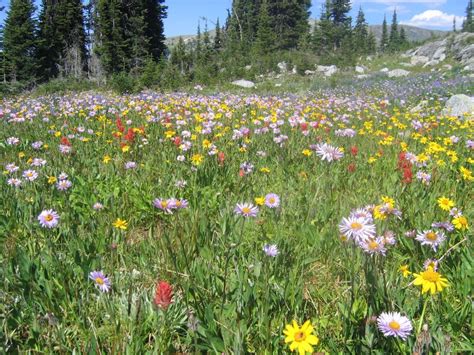 Free Images Grass Mountain Field Lawn Meadow Prairie Flower