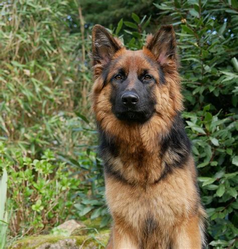 German Shepherd Dog Pictures And Informations Dog