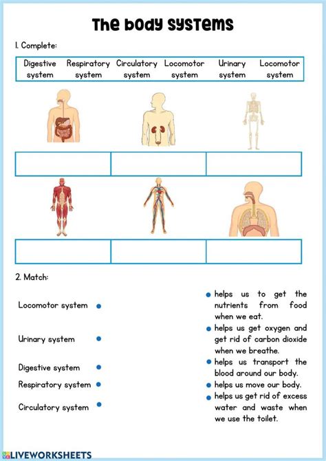 Body Systems Worksheet Pdf