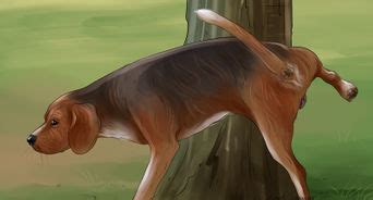 The dog scoots its bottom on the ground. How to Express a Dog's Anal Gland (with Pictures) - wikiHow