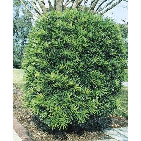 During the christmas season, specially shaped podocarpus can take the place of your usual christmas tree. 3-Gallon Podocarpus Screening Tree (L8348) at Lowes.com