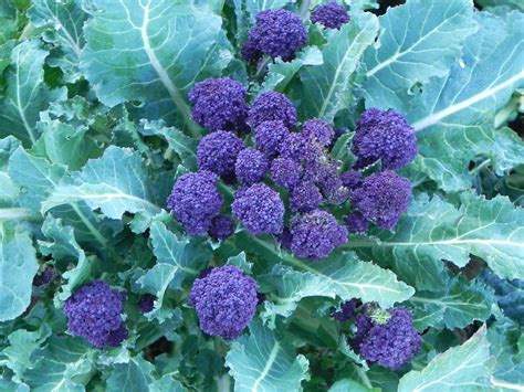 Broccoli Summer Purple Sprouting Broccoli Premier Seeds Direct Ltd