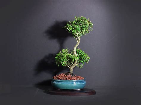 Ventas al detal y al por mayor. Neea buxifolia bonsai tree, Puerto Rico Native Collection ...