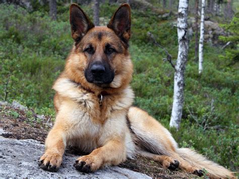 Unraveling The Mystique Of German Shepherd Dogs Traits Care And
