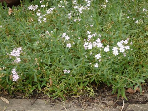 Di balik namanya yang rumit tersebut, ternyata makna sejak beberapa waktu ke belakang popularitas bunga baby breath semakin meroket. Creeping Baby's Breath - Okanagan Xeriscape Association