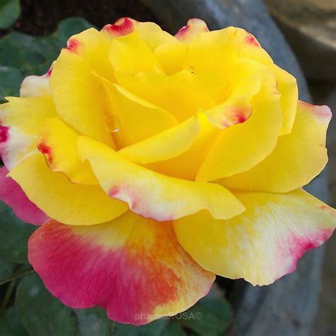 Rosiers Hybrides De Thé Jaune Rose Rosa Horticolor Rosier En