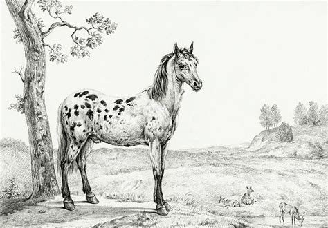 Standing Mottled Horse By Jean Bernard Painting By Motionage Designs