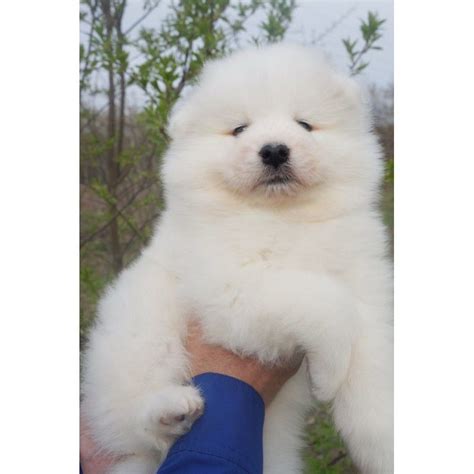 This samoyed puppy loves to be around people so much that he will surely be your shadow once you get him home. Samoyed Puppies For Sale | Sacramento, CA #286496