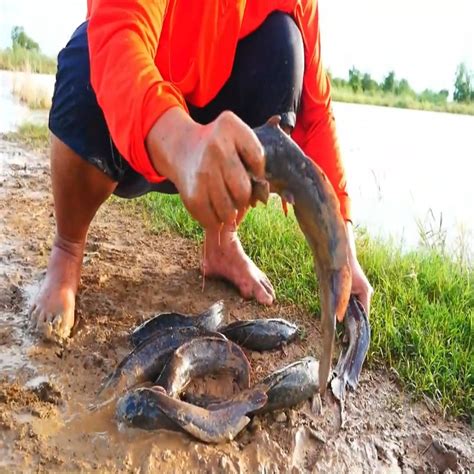 A Fisherman Skill Catch Fish A Lots In Mud After Flood Water Catch By
