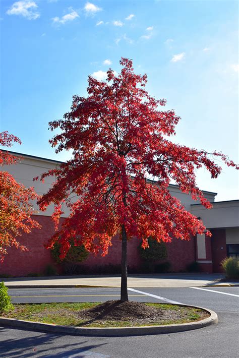 Pin Oak Quercus Palustris In Richmond Fairfax Loudoun Prince William