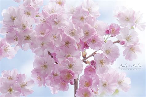 Sweet Cherry Blossom | Spring blossom, Blossom, Blossom flower
