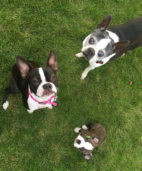 Pin By Morgan On Being A Dog Mom Boston Terrier Dog Mom Doggy