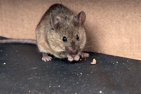 Difference Between Deer Mice And House Mice Rodent Control Tips