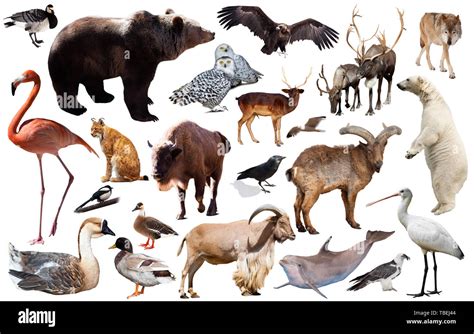 Set Of Bear And Other European Animals Isolated On White Background