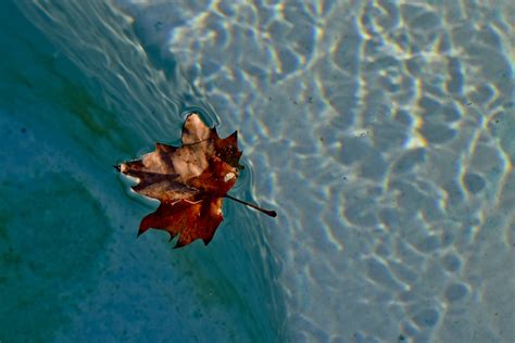 Floating Leaf Free Stock Photo Public Domain Pictures