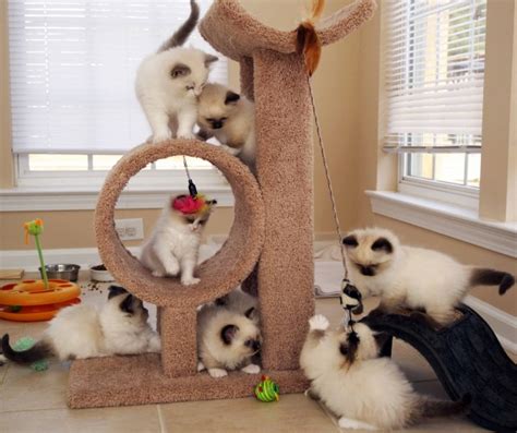 Ragdolls get their name from the way their body so easily goes limp like a rag doll when they are held or relaxed. Ragdoll Kittens For Sale in NC : All Star Rags Cattery