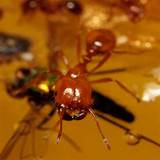 Texas Fire Ants Photos
