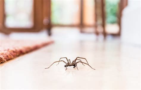 How To Get Rid Of Brown Recluse Spiders Melanom
