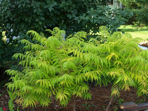A Sumac For All Seasons Knechts Nurseries And Landscaping