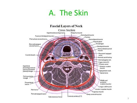 Layers Of The Neck