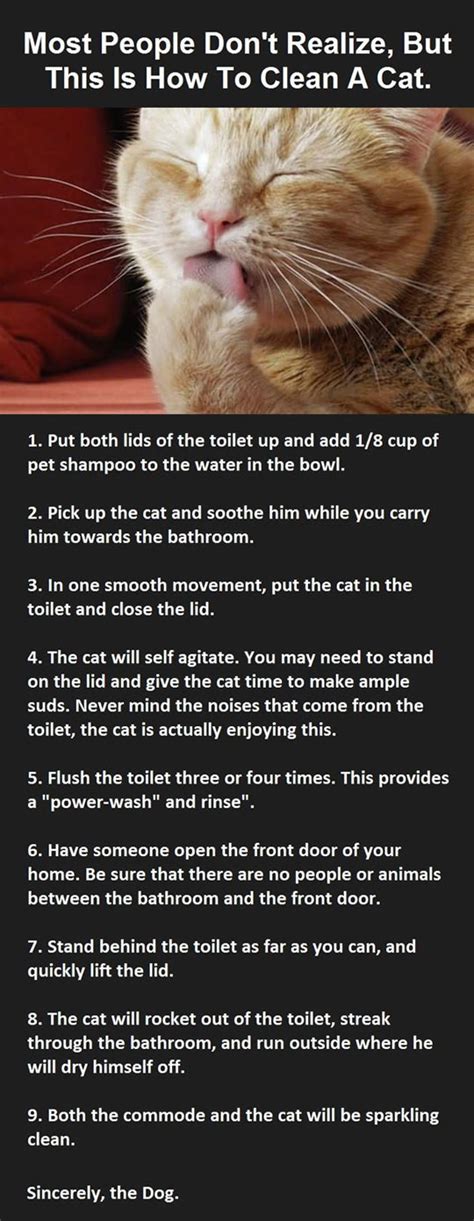 How To Clean A Cat Randomoverload