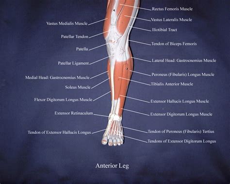 Medial Lower Leg Anatomy