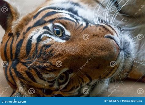 Portrait Of A Tiger Lying On Floor Stock Photo Image Of Kanchanaburi