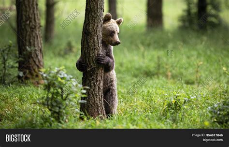 Shy Brown Bear Image And Photo Free Trial Bigstock