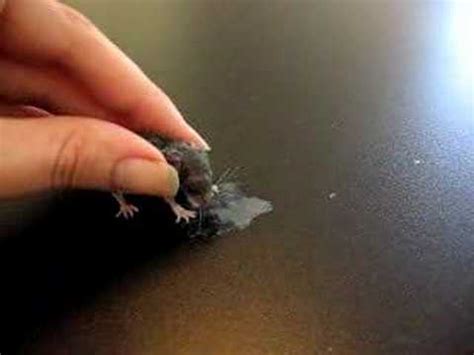 It's definitely a baby field mouse. Weaning baby field mouse, nursing, wildlife rehabilitation ...