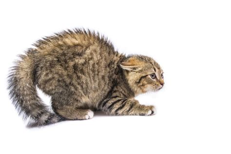 Top 116 Imagenes Para Asustar Gatos Destinomexicomx