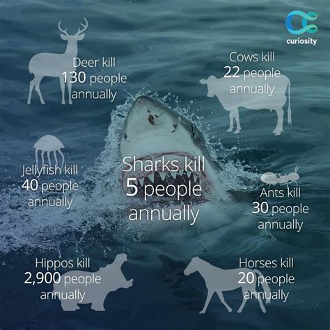 Earthjustice On Twitter Shark Facts Shark Save The Sharks